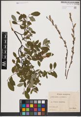 Foto von Salix aurita L. x Salix repens L.